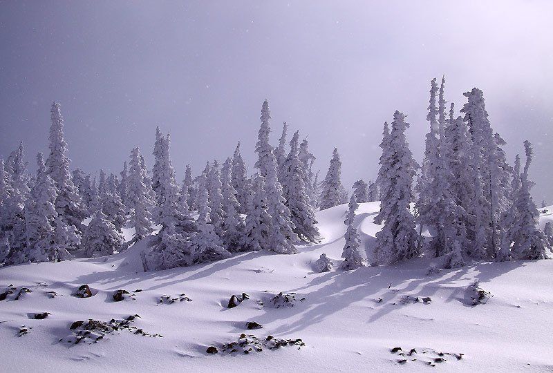 шерегеш небесные елиphoto preview