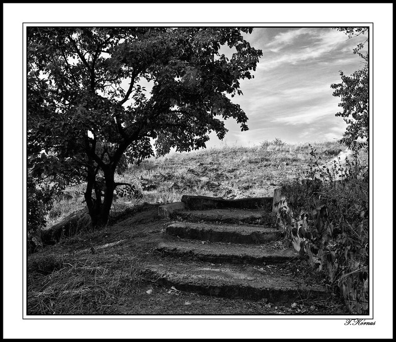 сад,ч/б Заброшенный садphoto preview