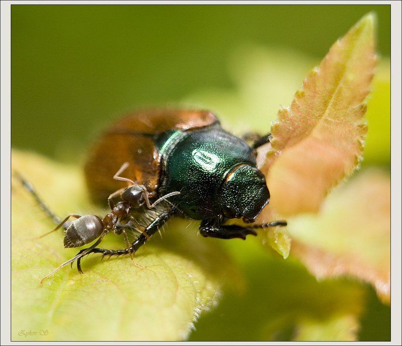 Слон и Моськаphoto preview