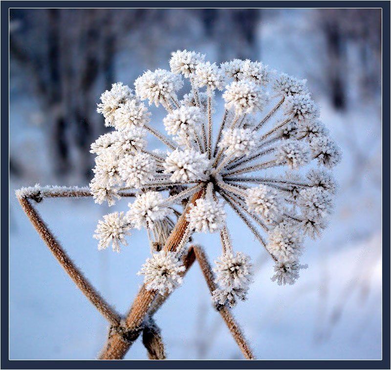 цветок,иней Зимующий цветокphoto preview