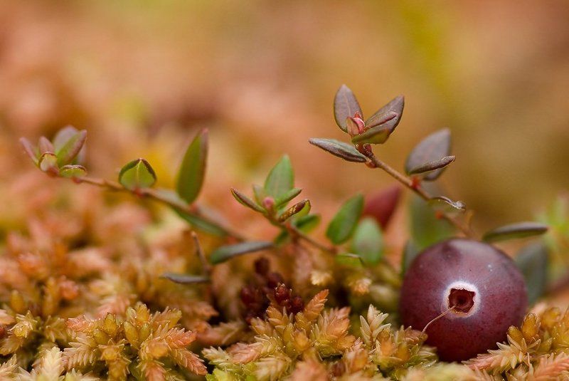 клюква, осень Осенняя клюкваphoto preview