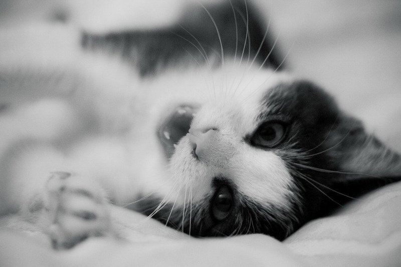 кот Нежданный гостьphoto preview