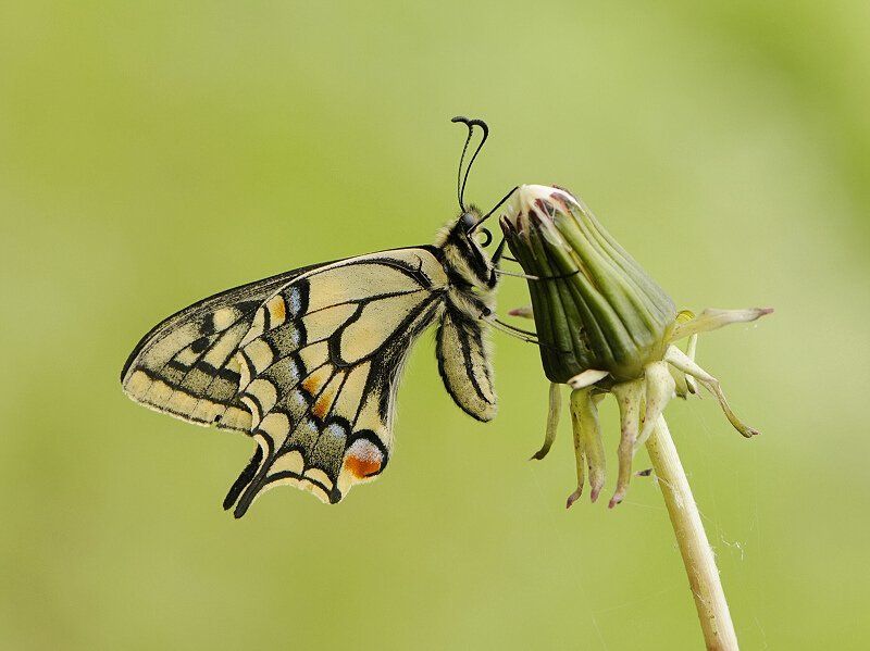 природа, макро, махаон Махаонphoto preview