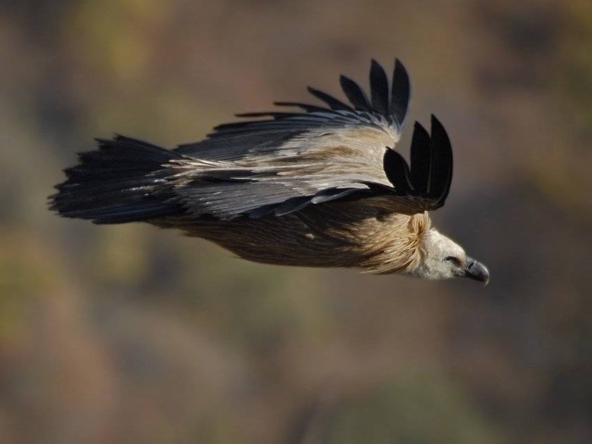 Полет сипа. Автор: Юрий Охлопков gyps, fulvus, белоголовый, сип, Юрий Охлопков