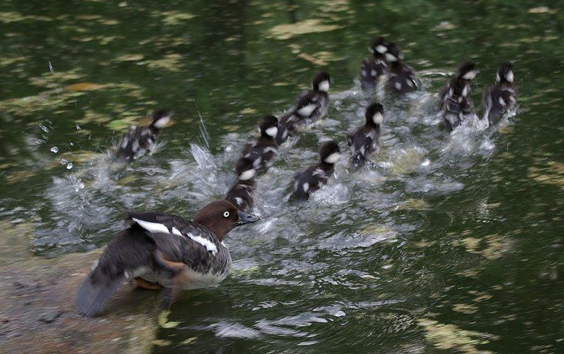 гоголь,утята Полундра!photo preview