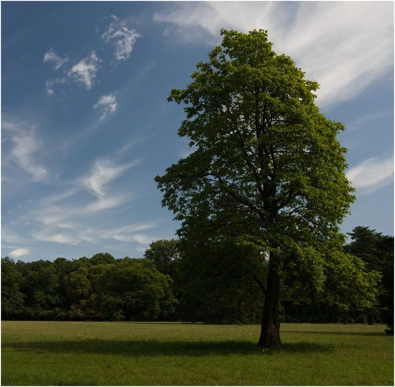 дендропарк, дерево, катальпа Катальпаphoto preview