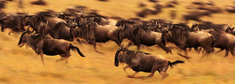 Виражи Великой миграцииphoto preview