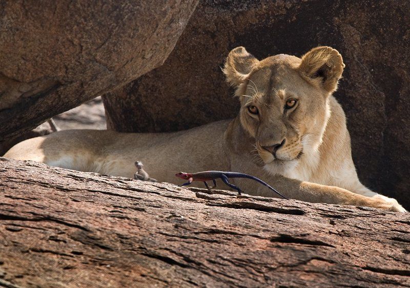 Разлеглись,тут...всякие...photo preview