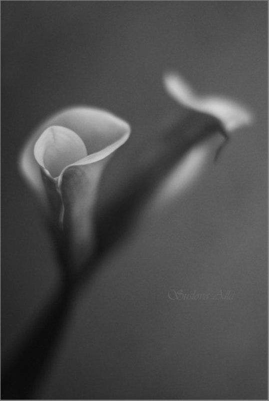 * память .... *photo preview