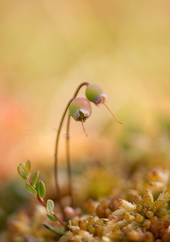 клюква, мох, болото Клюква в начале летаphoto preview