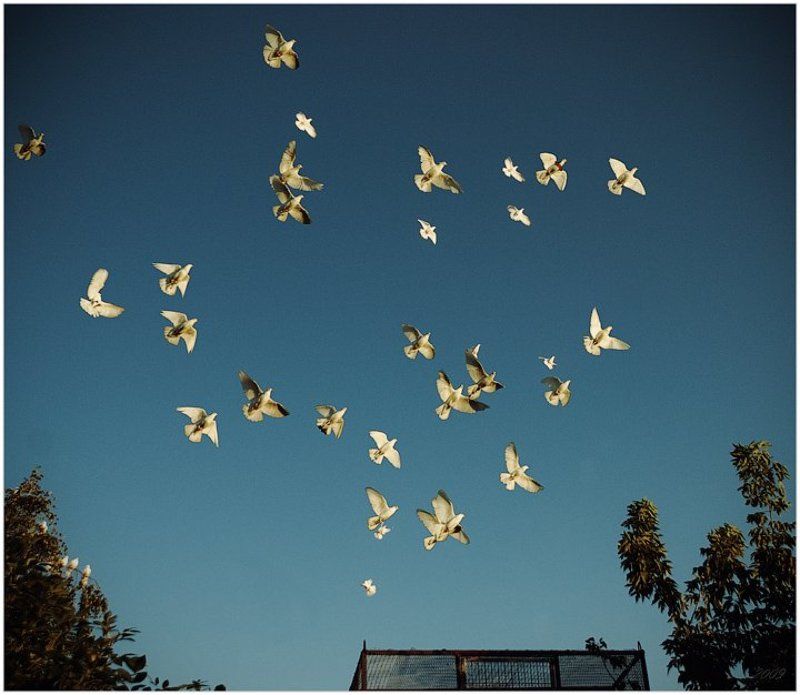 голуби, клетка, небо Фри?photo preview