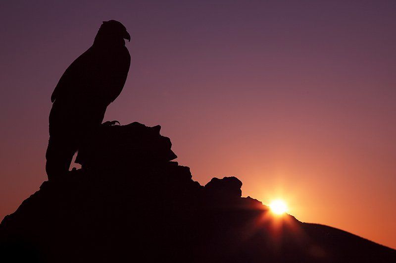 орел, рассвет новый деньphoto preview