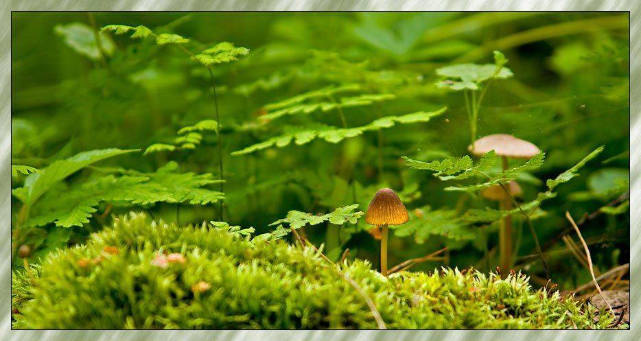 там где .... Автор: Gleb мох,грибы, Gleb