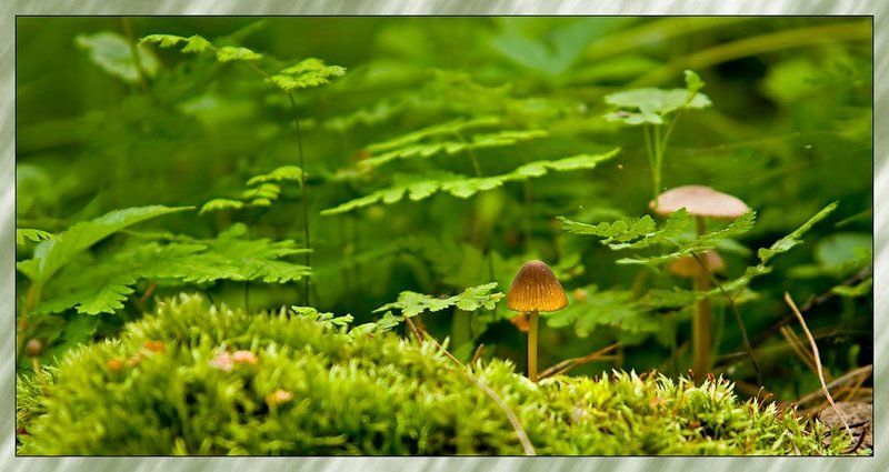 мох,грибы там где ...photo preview