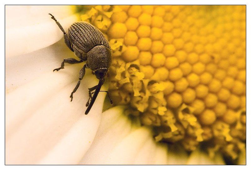 ромашка,долгоносик на поле...photo preview