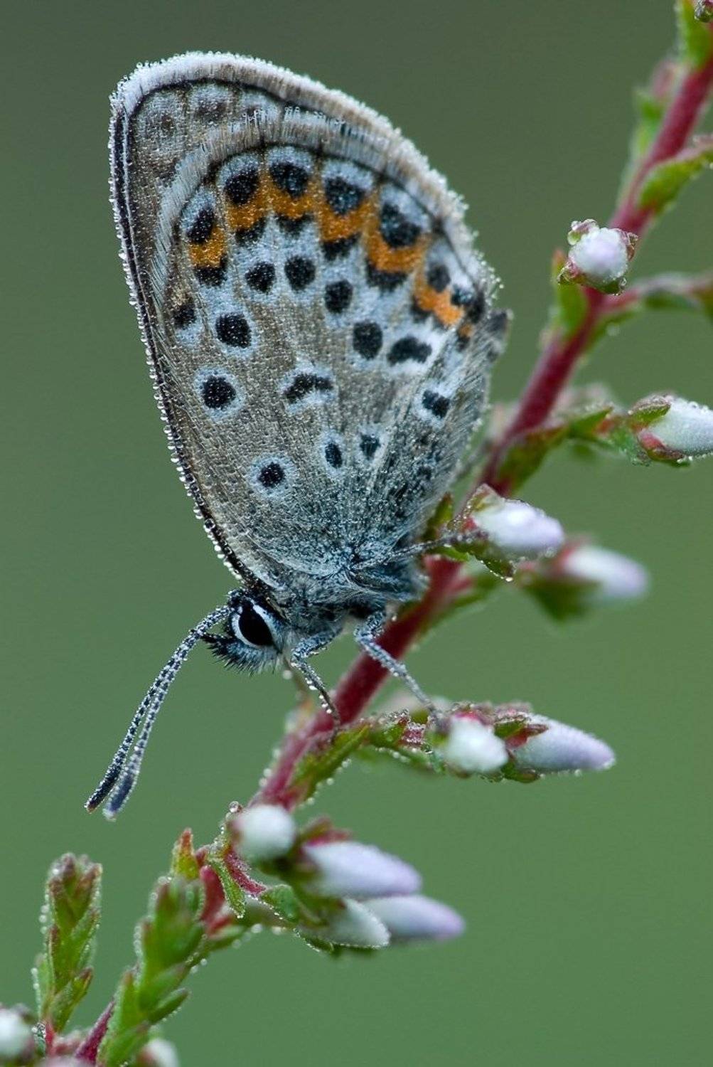 бабочка, роса, утро, Юлия