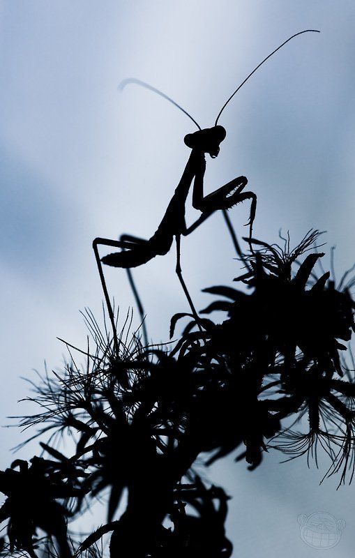 богомол, 2-3 линька, макро Воин ночиphoto preview