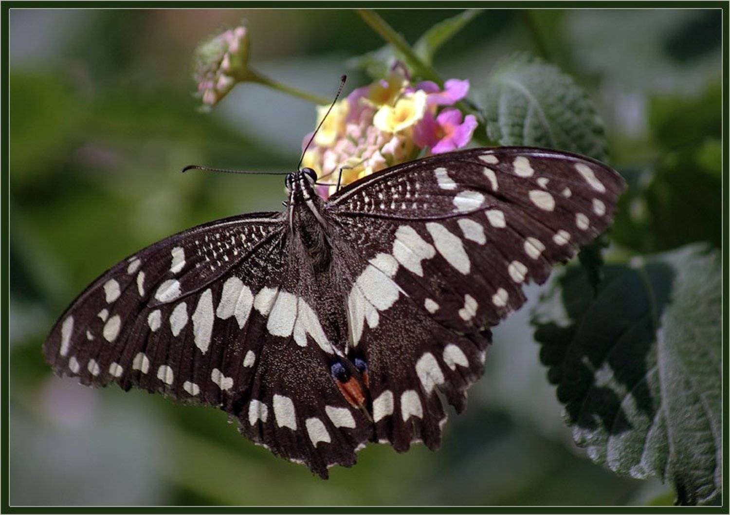 Бабочка. Автор: Солодухин Виктор бабочка, Солодухин Виктор