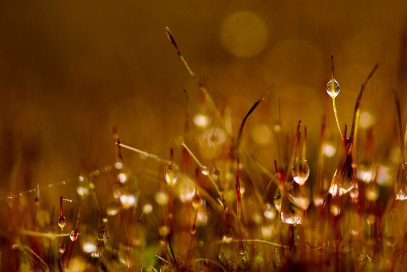 мох, капли, осень Капли и мохphoto preview