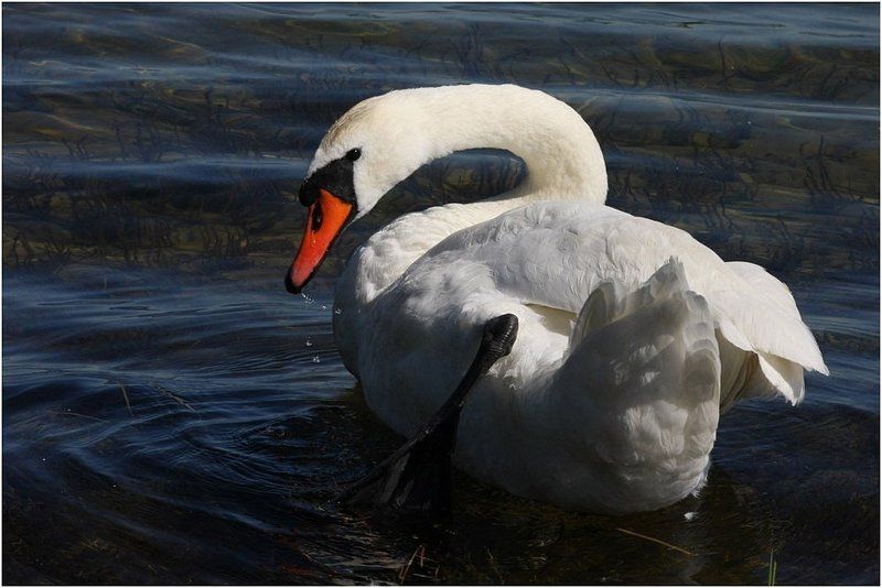 озеро, лебедь Отплытиеphoto preview