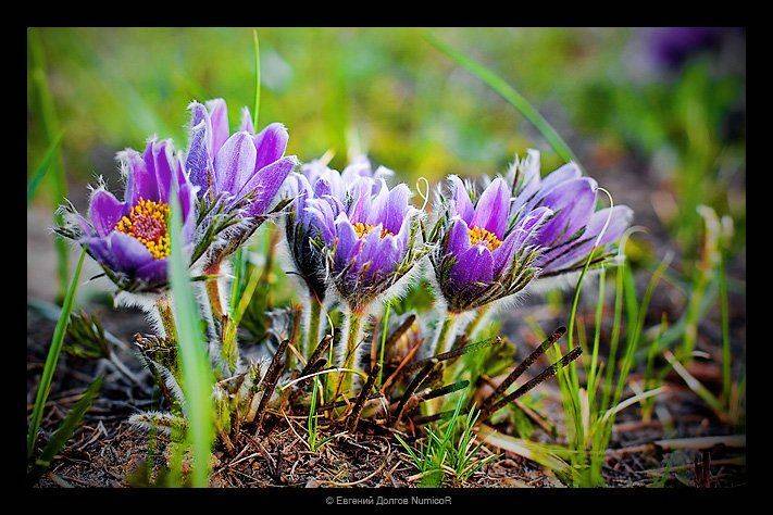 красноярск, лето, цветы, город, трава, Евгений Долгов NumicoR