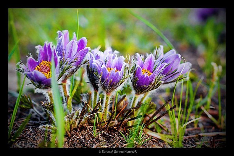 красноярск, лето, цветы, город, трава photo preview