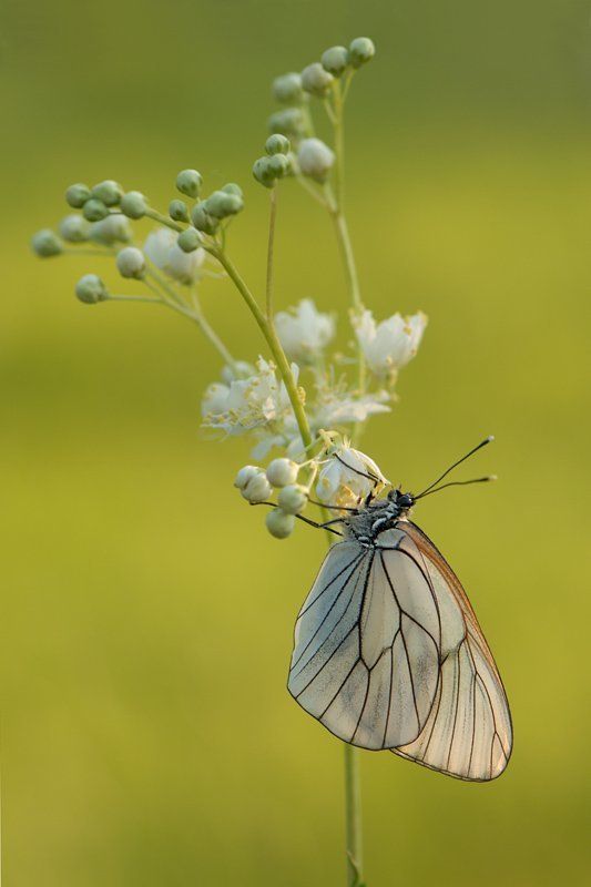 природа, лето, утро, рассвет, бабочка, боярышница Боярышницаphoto preview