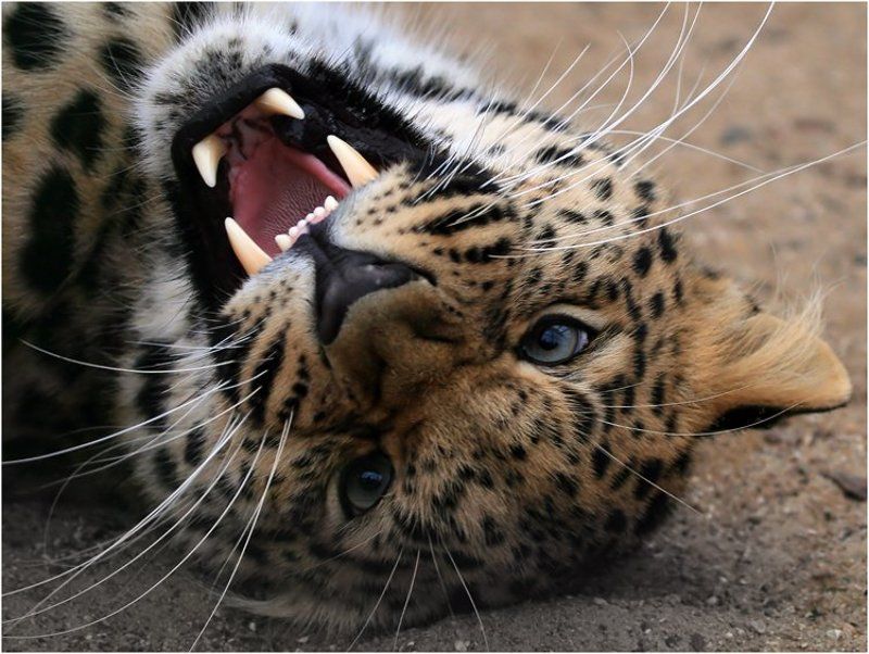 злюкаphoto preview