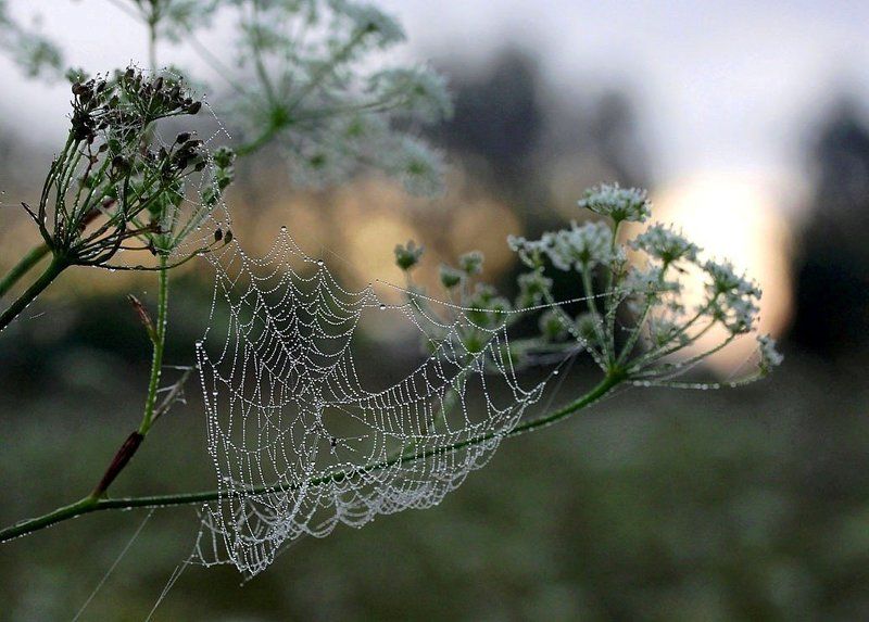лето,роса,восход,паутинка УШЕДШЕГО ЛЕТА  НЕЖНОСТЬ  ЩЕМЯЩАЯphoto preview