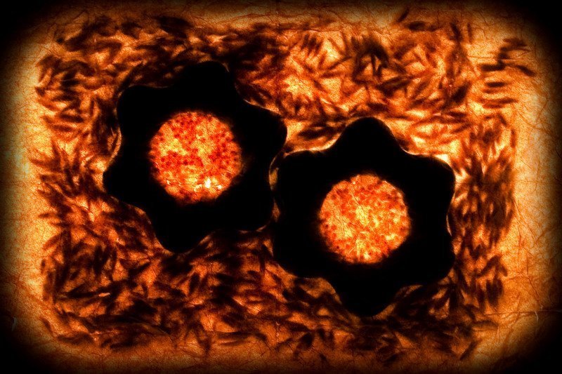 Жерноваphoto preview