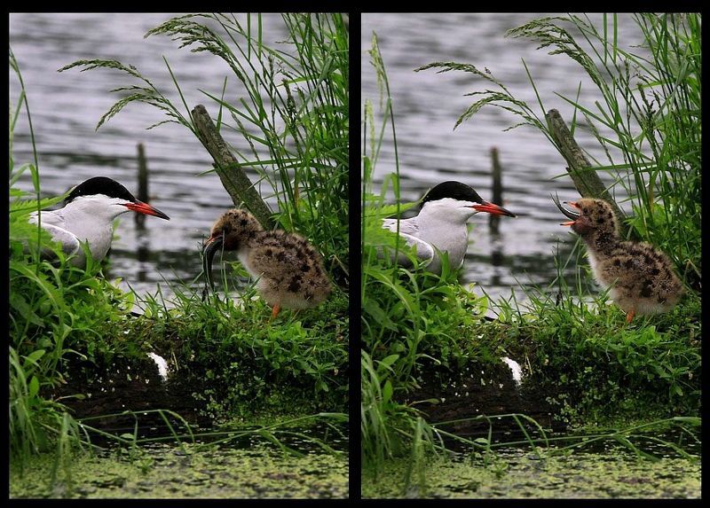 птенец, чайка, кормление Проглотphoto preview