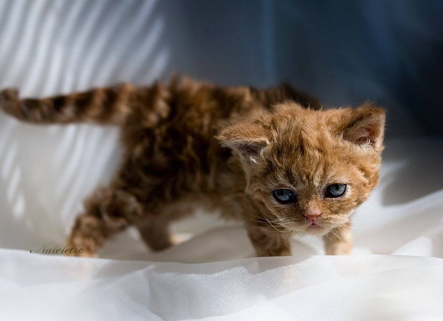 селкирк-рекс, котёнок, рыжик, Nateletro