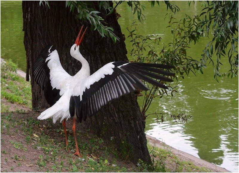 аист, озеро, ива ***photo preview