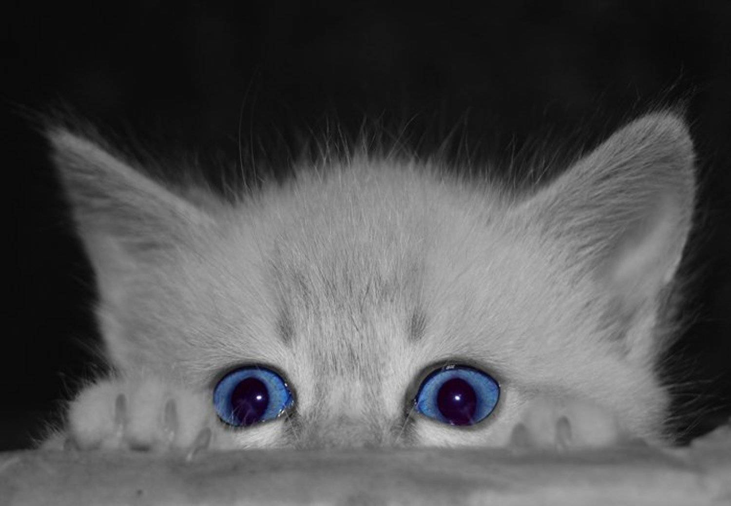 ***. Автор: Артем Парамонов котенок, глаза, Артем Парамонов