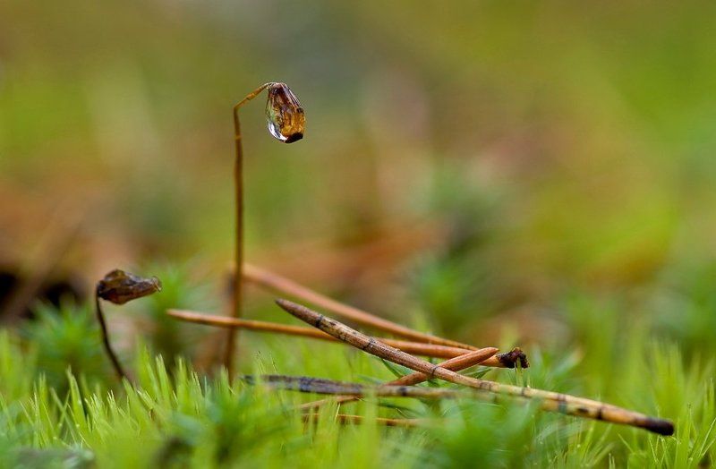 осень, капля, мох Просто капляphoto preview