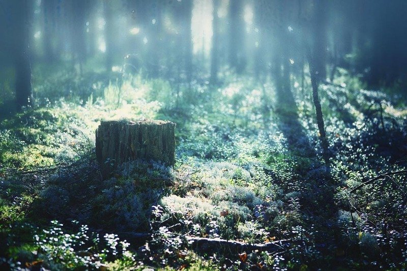 Лес утроphoto preview