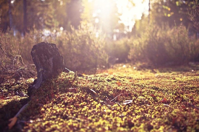 Лес вечерphoto preview