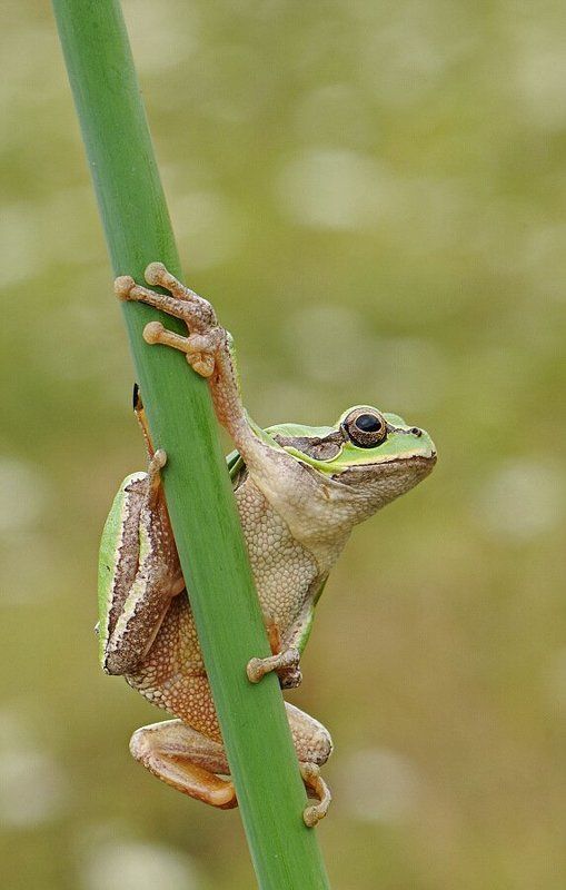 природа, лето, квакша обыкновенная Квакшаphoto preview