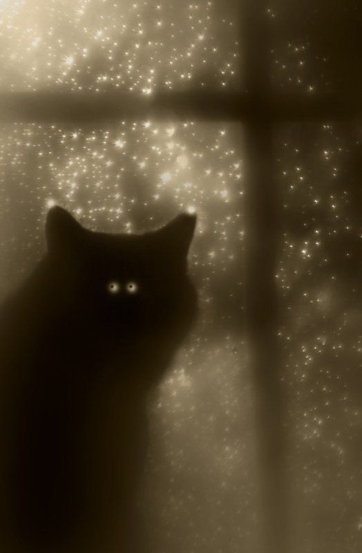 созвездие, кот, звёзды, фантазии, сказка Созвездие Кота...)photo preview