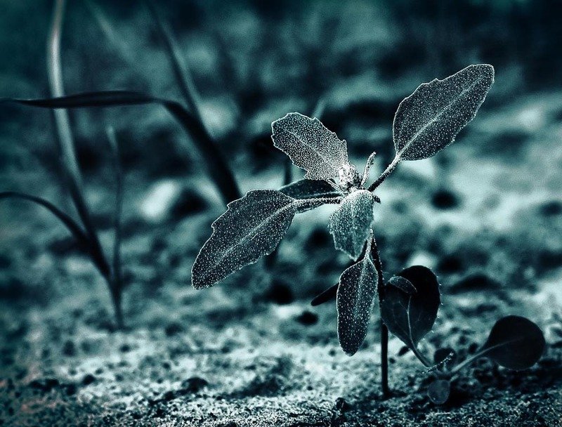 Флораphoto preview