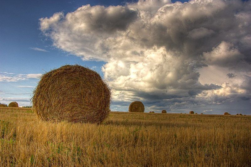 сено, поле, осень покатилисьphoto preview