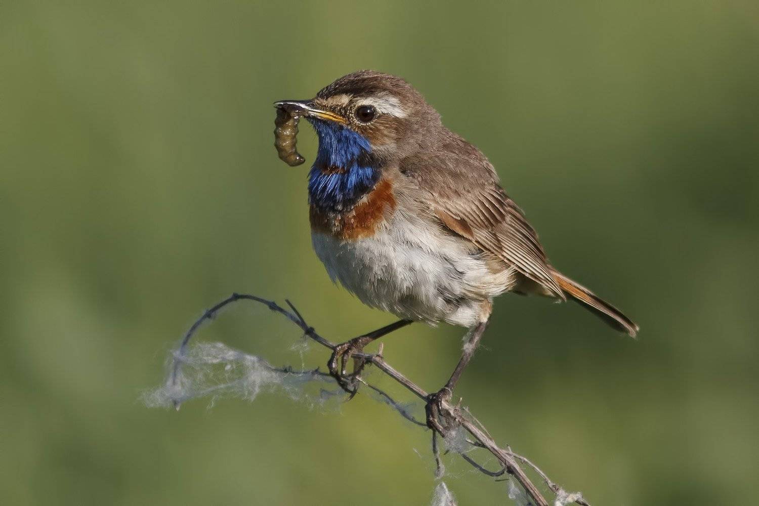 Варакушка, Ляпустин Юра