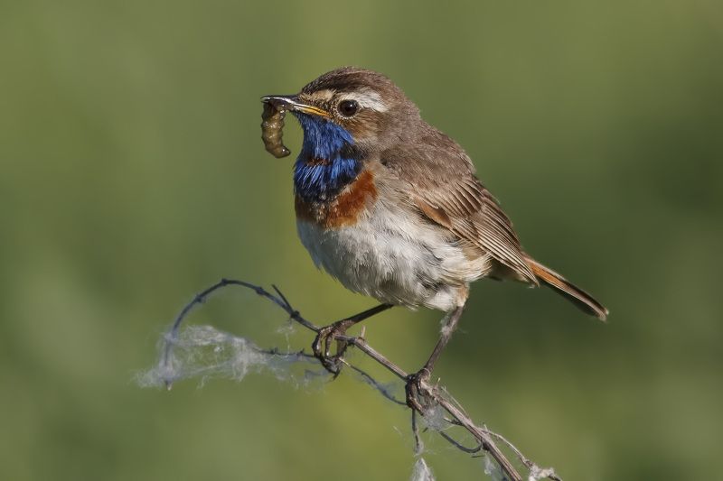 Варакушка ***photo preview