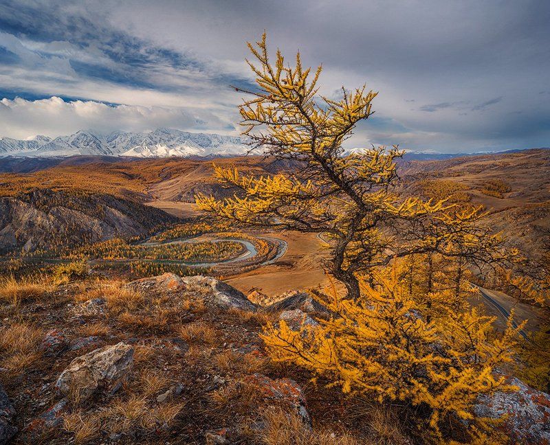 Алтайские этюды ...икебана номер два...photo preview