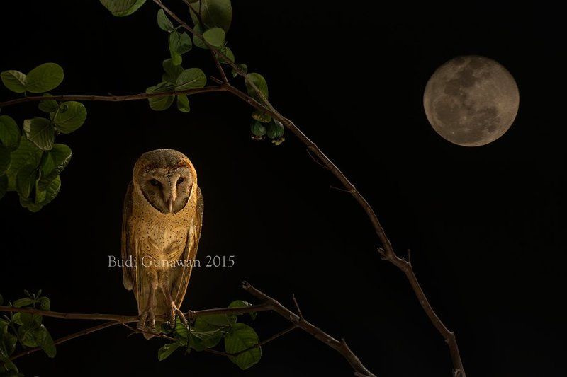 Animal, Barn Owl Night Hunterphoto preview