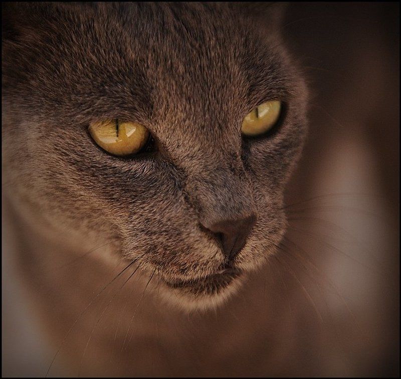Animal, Animals, Cat, Cats, Nature, Portrait Domestic Pumaphoto preview
