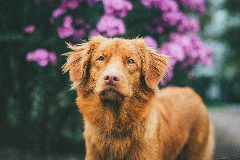 толлер, dog, red, рыжий, собака Толлерphoto preview