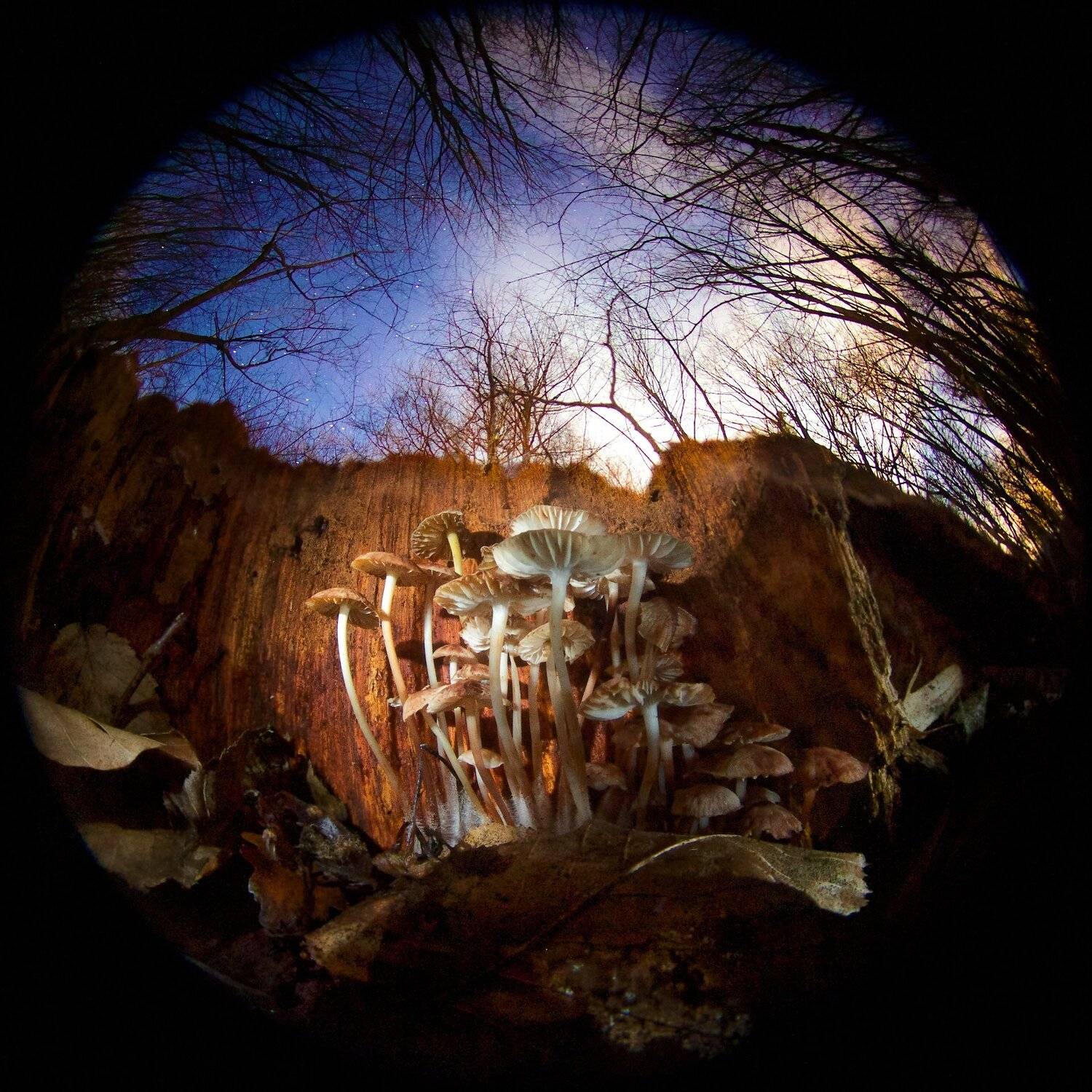 Призраки осени. Автор: Никифоров Егор Грибы, Звезды, Лес, Ночь, Пень, Никифоров Егор