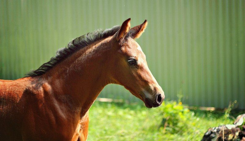 жеребенок, лошади, Жеребенок photo preview