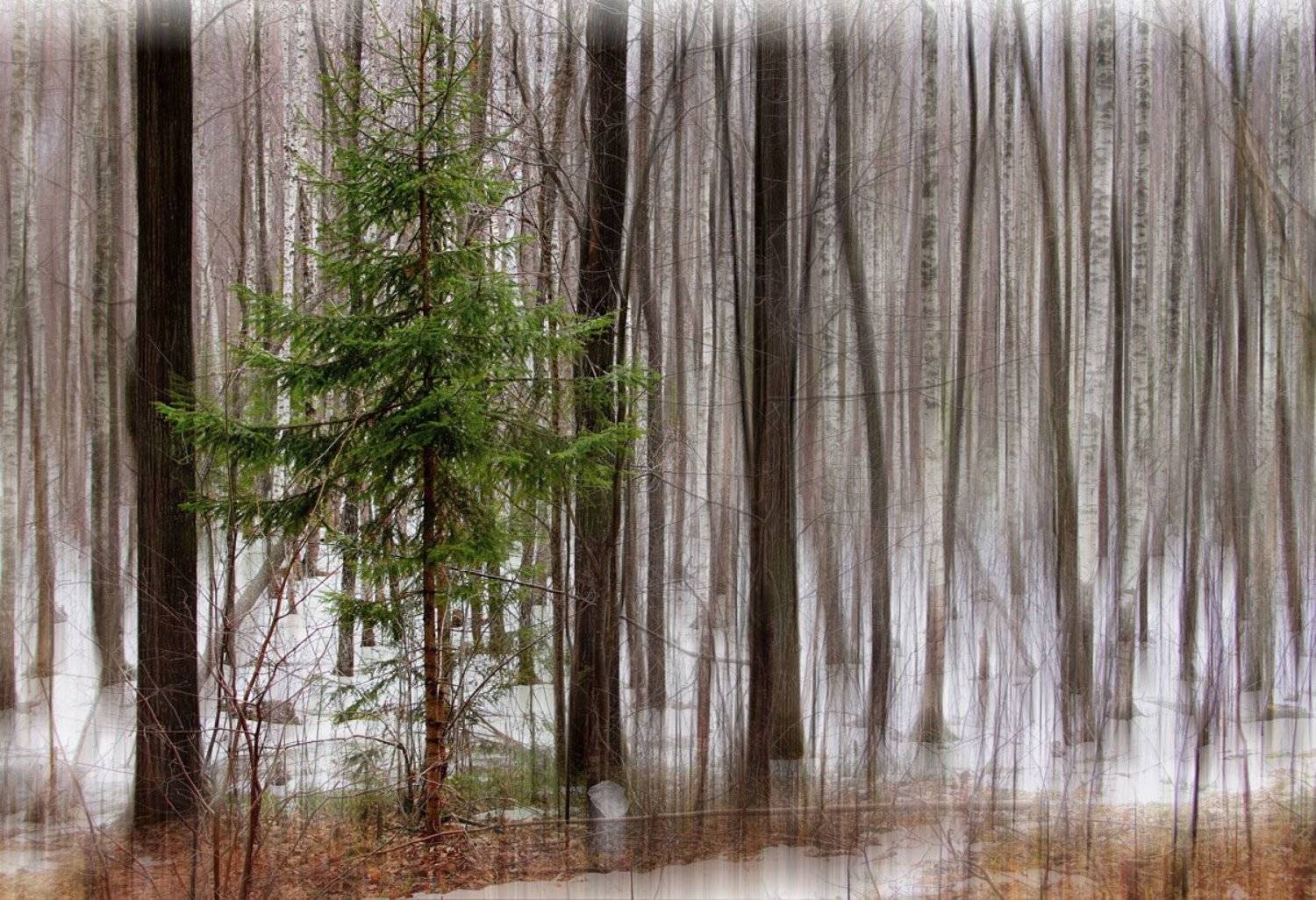 Деревья, Лес, Природа  времена года, Лидия Киприч